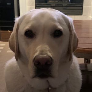 Meet your Posher, Jodi